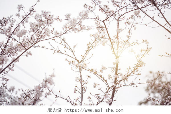 春天小清新樱花背景图片